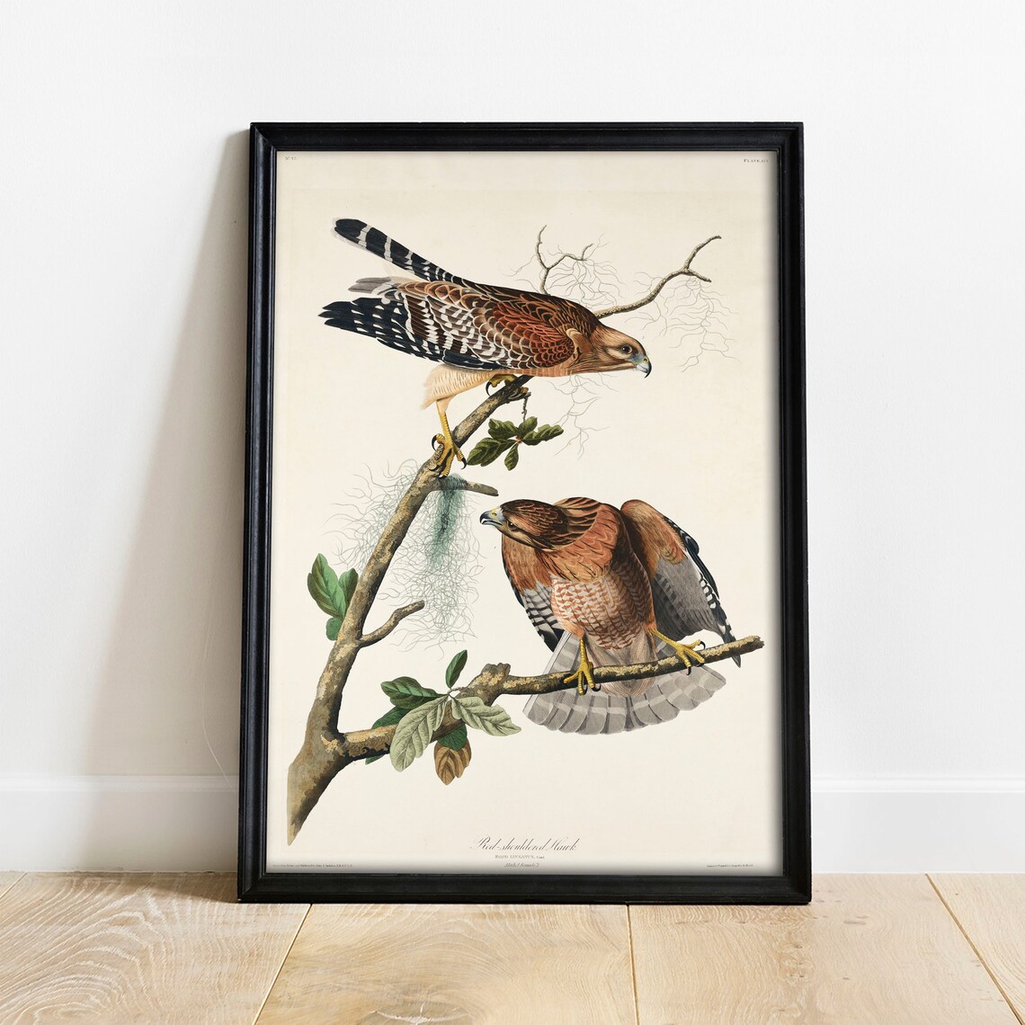 Hawk Print, Vintage Bird Drawing Art Print