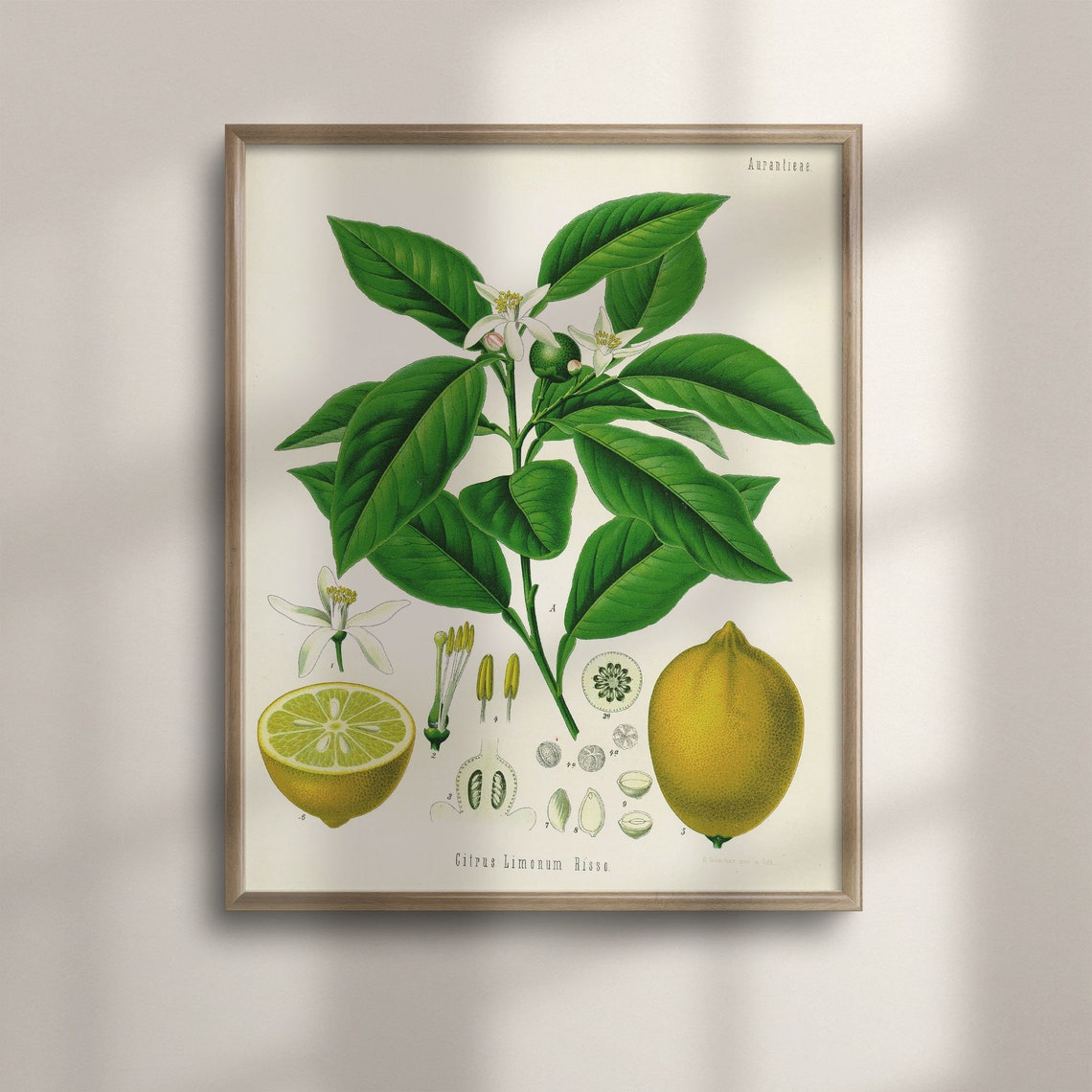 Citrus Limonum Risso Lemon Vintage Botanical Engraving Art Poster