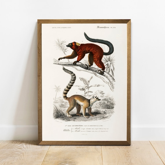 Lemur Antique Animal Painting, Vintage Rustic Zoology Art