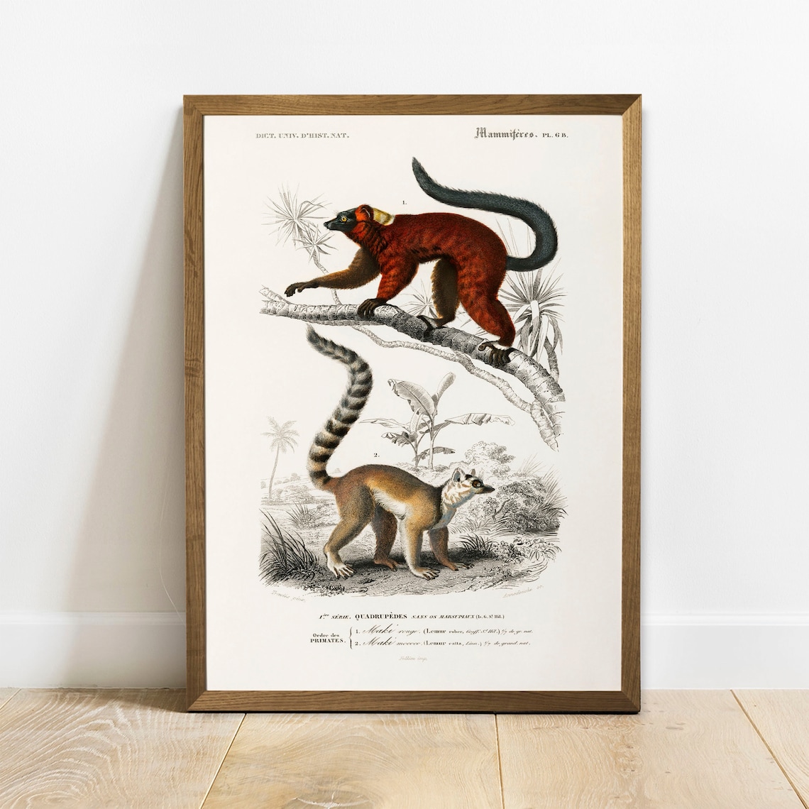 Lemur Antique Animal Painting, Vintage Rustic Zoology Art