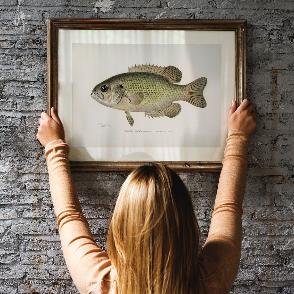 Rock Bass Fish Vintage Fishing Poster Art Print - Image 3