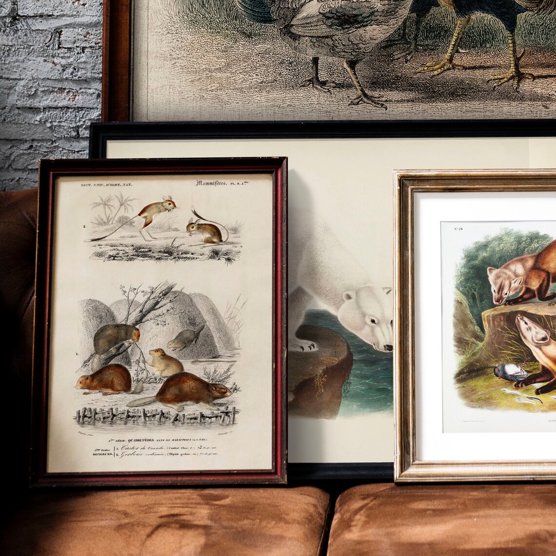 Beaver Antique Animal Print, Vintage Animal Drawing - Image 2