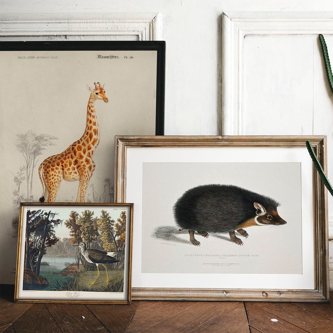 Collared Hedgehog Vintage Natural History Illustration Poster - Image 2