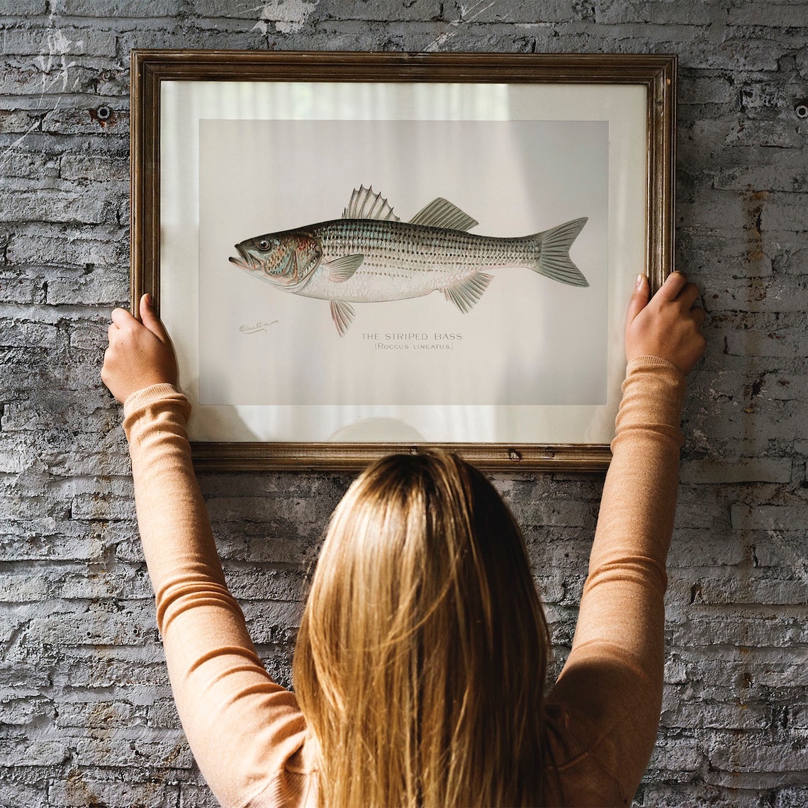 Striped Bass Vintage Fishing Poster, Rockfish Art - Image 2