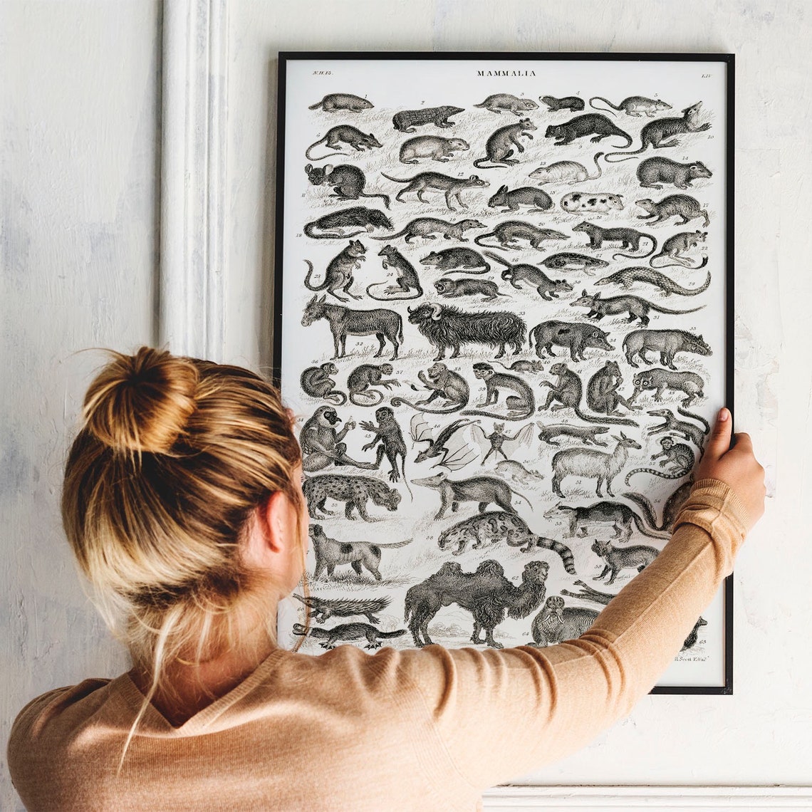 Antique Mammalia Engraving Chart Vintage Animal Species Poster - Image 3