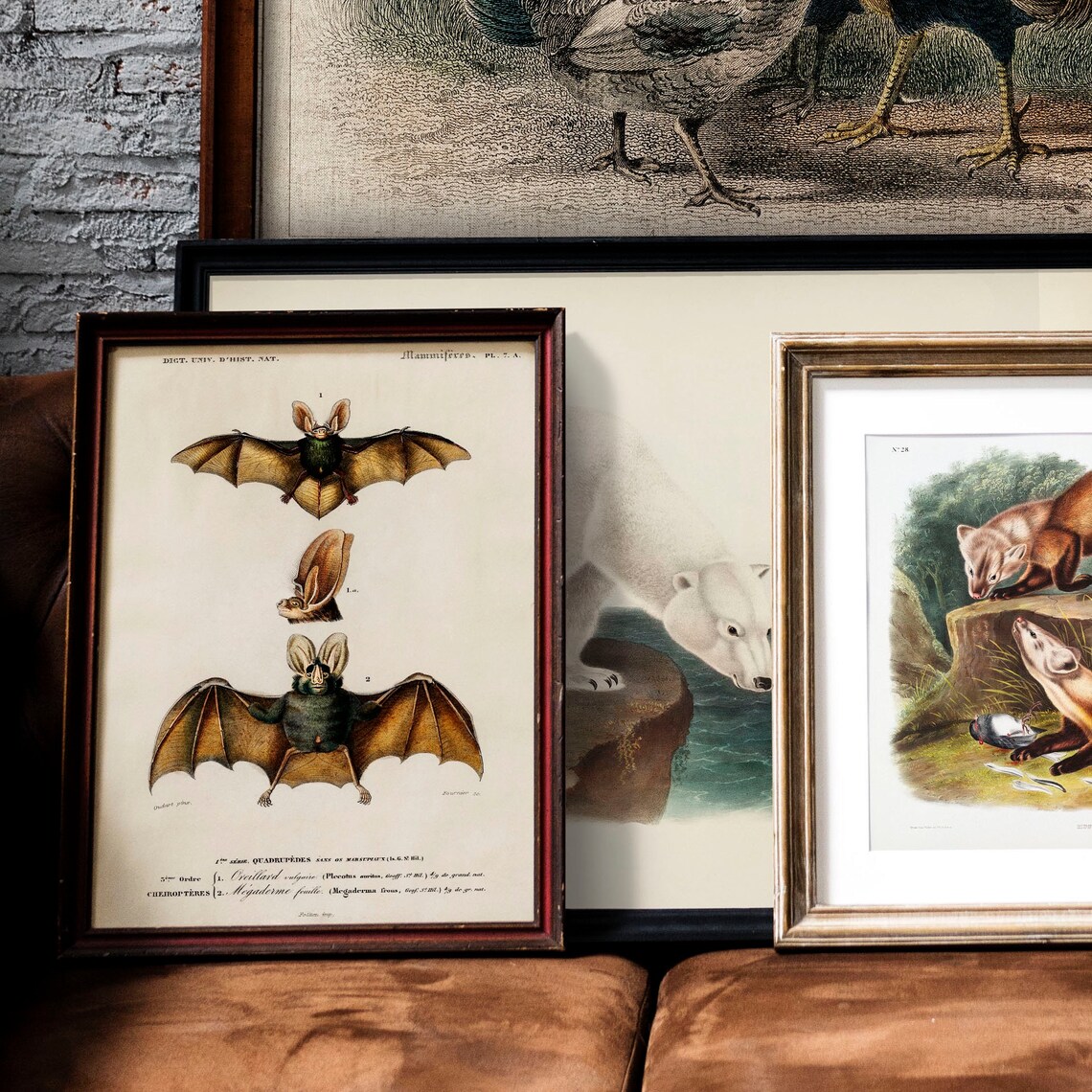 Vintage Bat Animal Print, Zoological Drawing Decor - Image 2