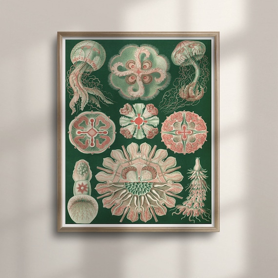 1904 Vintage Jellyfish Art Print Nautical Wall Dcor Sea Life Poster Haeckel Inspired Unique Housewarming Gift Vibrant Ocean C16 999