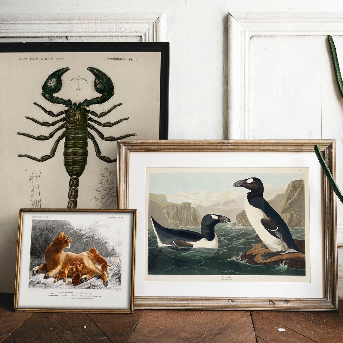 Great Auk Antique Bird Painting, Vintage Poster Print - Image 2