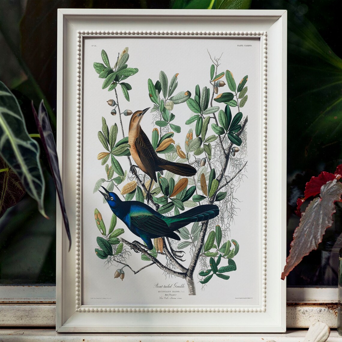 Boat-Tailed Grackle Vintage Bird Art Print - Image 4