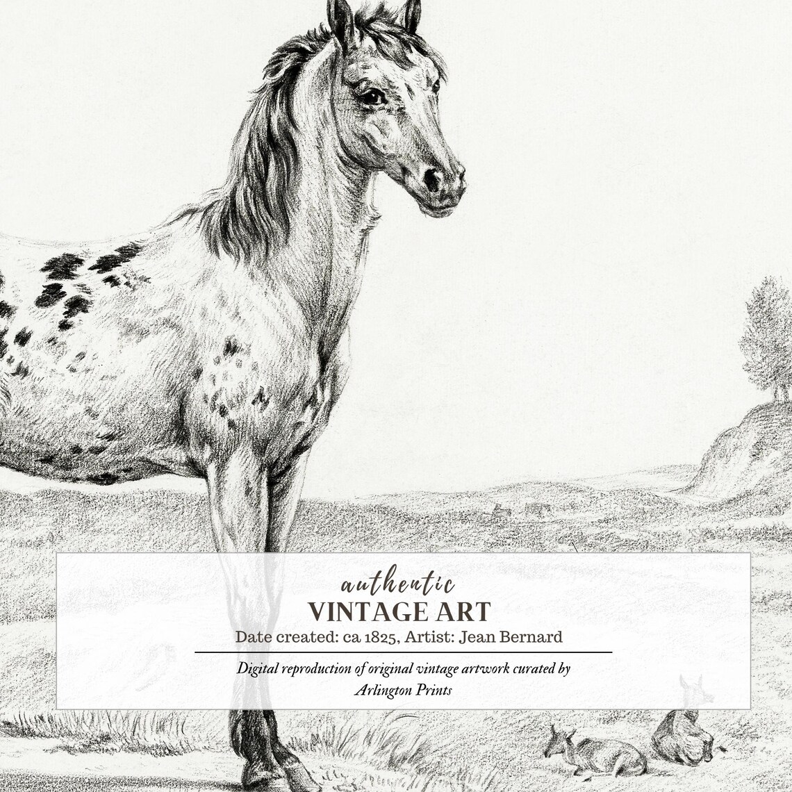 Vintage Engraving of a Spotted Horse Standing in a Pasture Print - Image 6