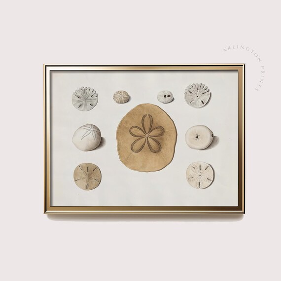 Vintage Sand Dollar Collection Coastal Shell Chart Neutral Poster