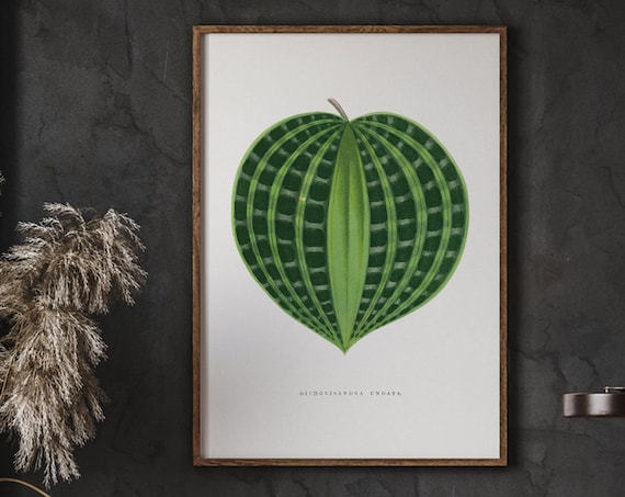 Dichorisandra Undata Vintage Botanical Leaf Illustration Green Poster