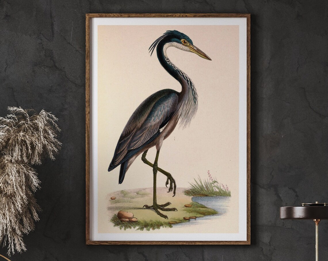 Black Headed Heron Vintage Poster Art Print