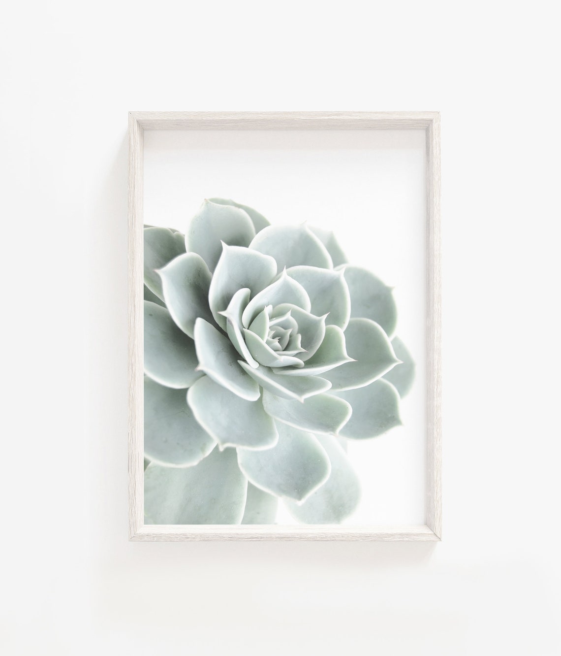 Pale Green Succulent Plant Minimalist Botanical Photo Art Poster