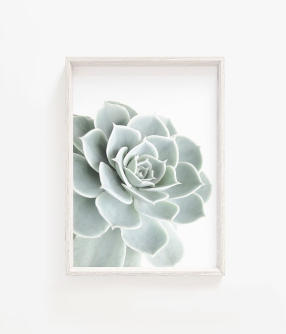 Succulent Printsucculent Wall Artbotanical Postercactus Art Downloadcactus Printmodern Artfine Photography