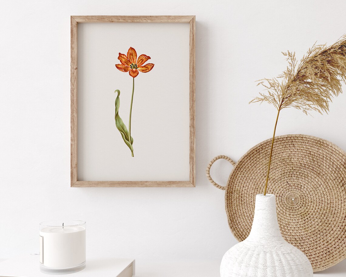 Tall Open Orange Garden Tulip Botanical Vintage Flower Art Print - Image 3