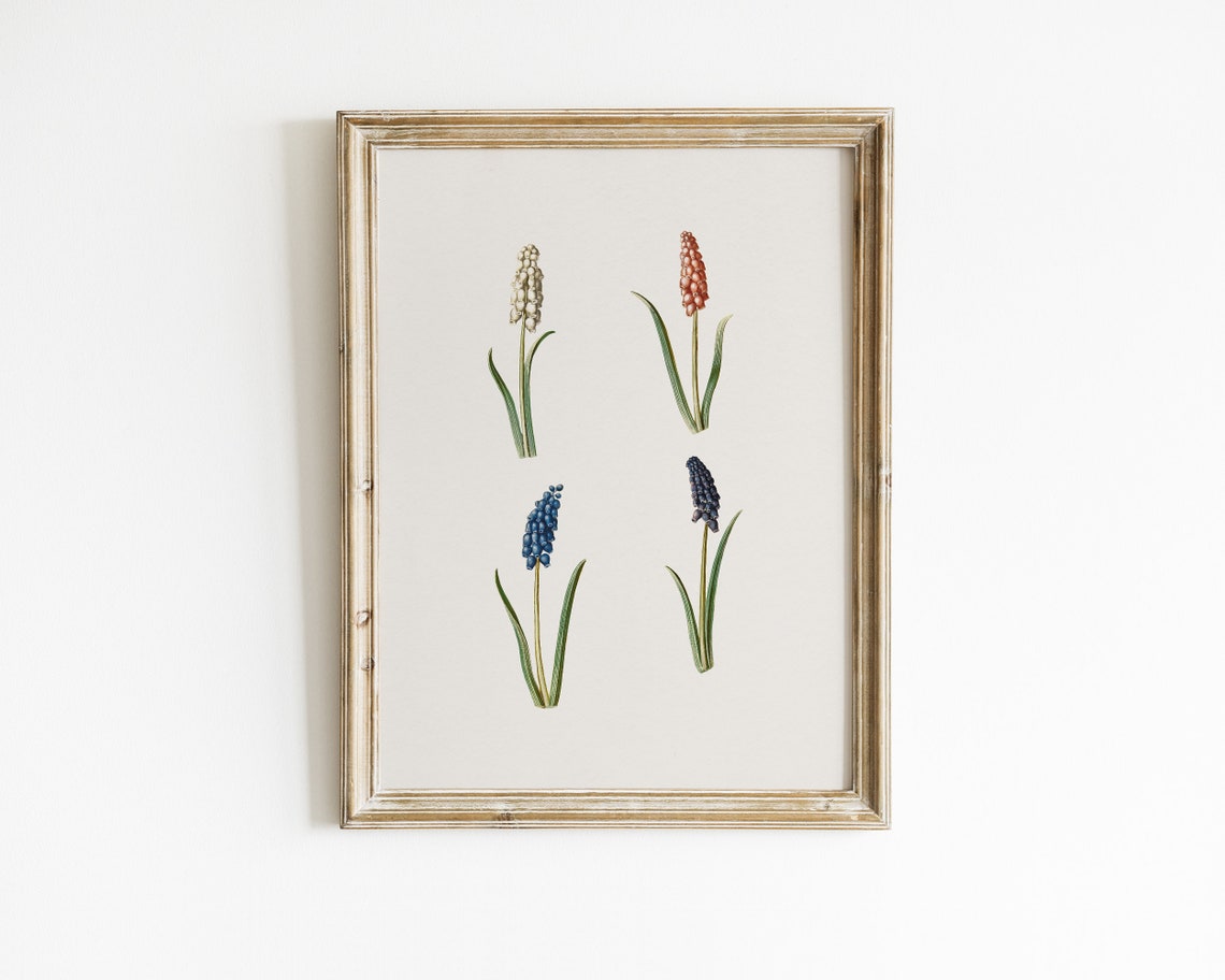 Grape Hyacinth Muscari Botanical Flower Illustration Art Print - Image 2