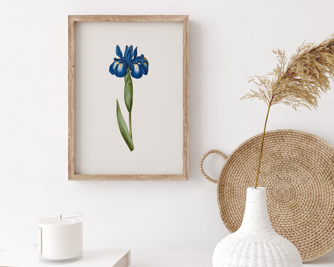 Blue English Iris Latifolia Botanical Flower Vintage Art Print - Image 3