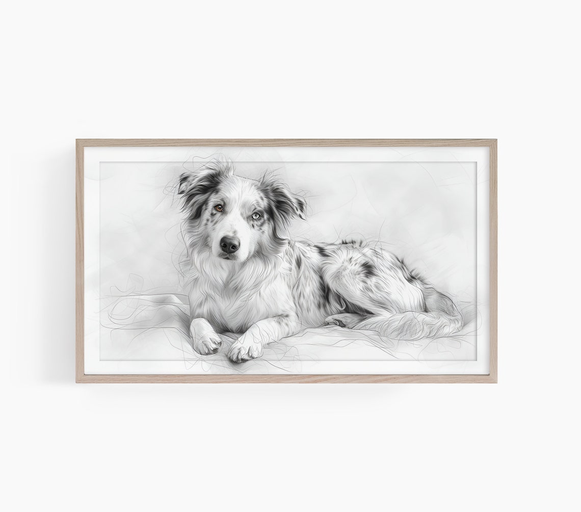 Merle Australian Shepherd Pencil Sketch Dog Portrait Art Poster
