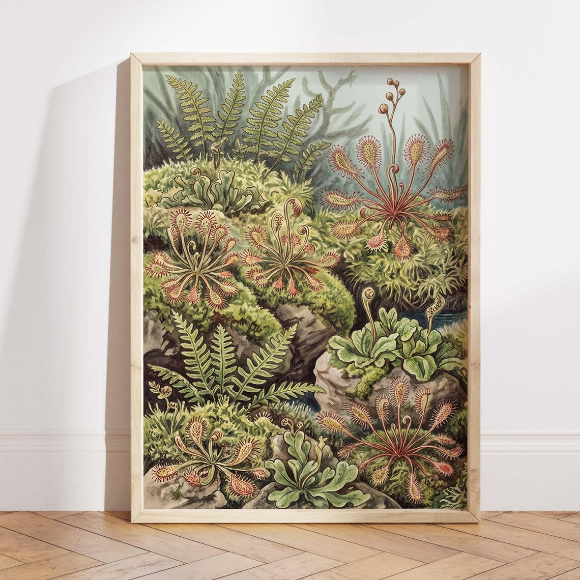 Vintage Carnivorous Plant, Sundew Drosera Botanical Poster