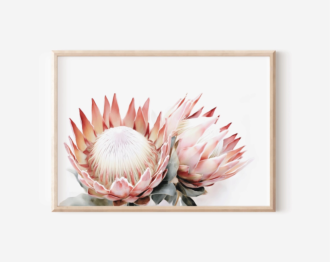 Pink Protea Blossoms Watercolor Close-Up Floral Botanical Poster
