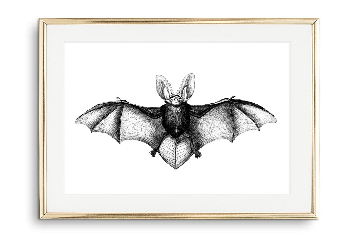 Long Eared Bat Vintage Natural History Scientific Engraving Art Poster - Image 2