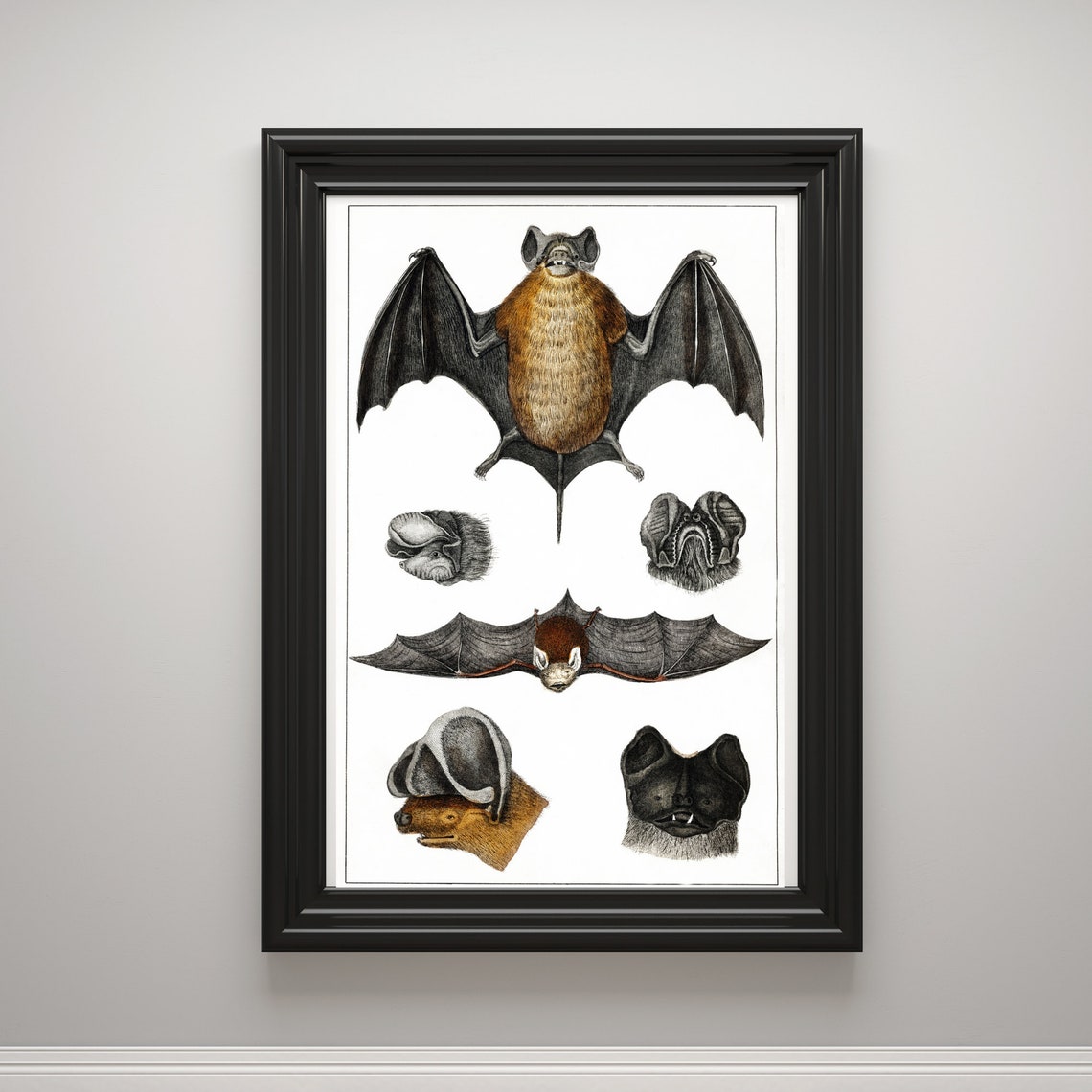 Vintage Bat Study Board Natural History Scientific Illustration Print - Image 3