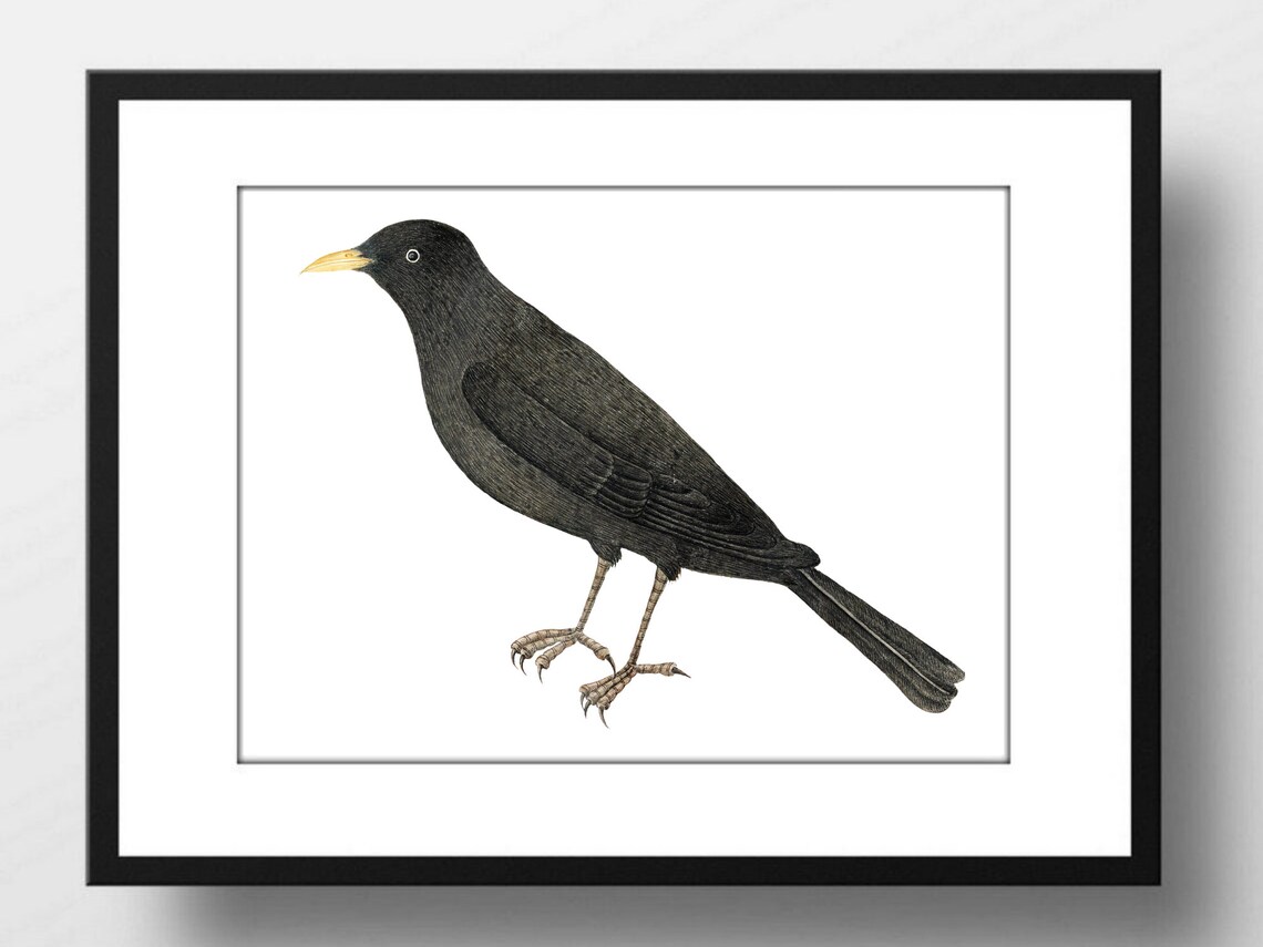 Blackbird Vintage Ornithology Illustration Black Bird Nature Art Print - Image 2