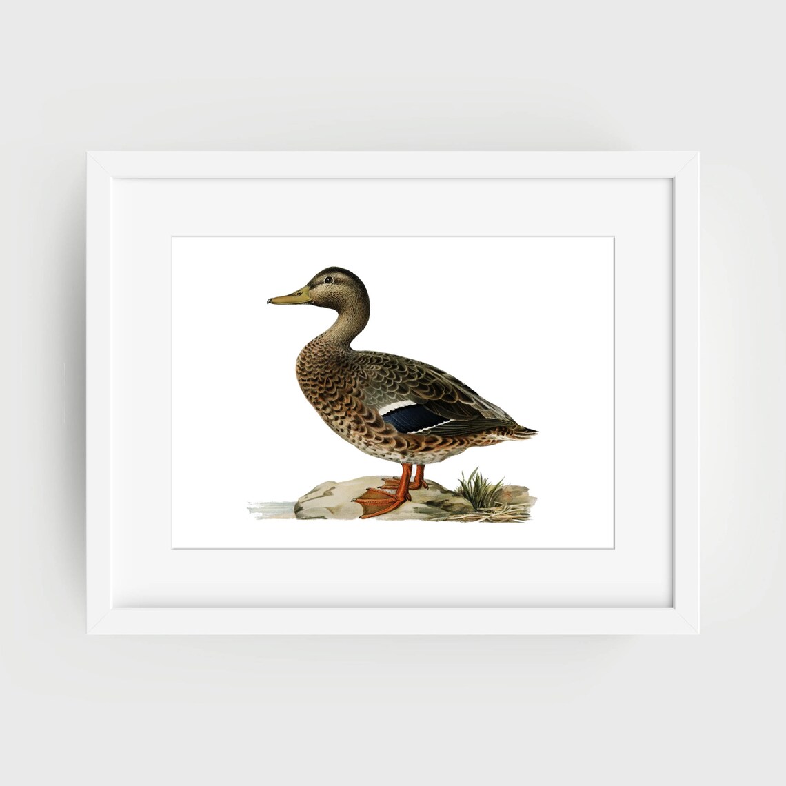 Female Mallard Duck Vintage Natural History Bird Illustration Print