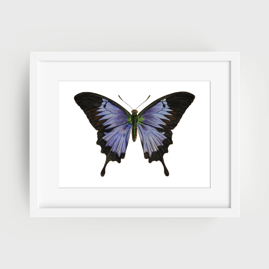 Din A4 Art Print Without Frame Large Butterfly Black Blue Butterfly Nature Retro Vintage Print Poster Image - Image 2