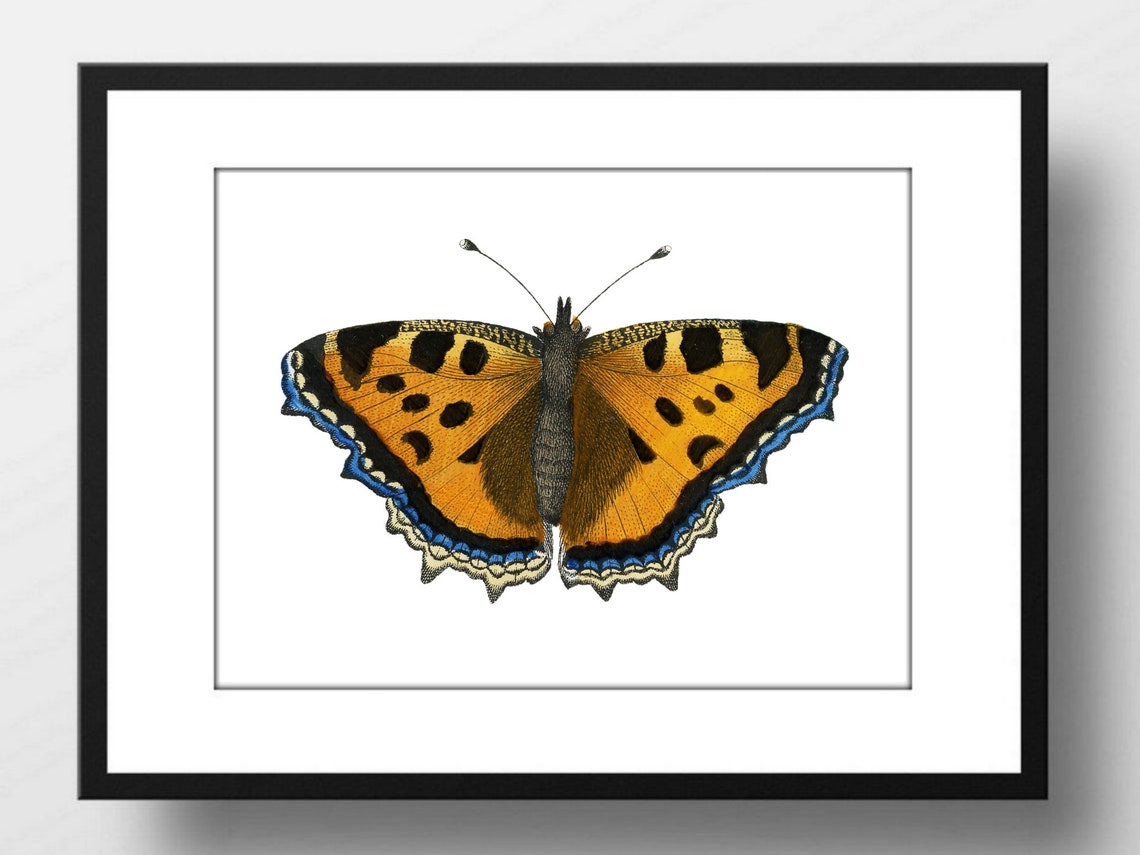 Din A4 Art Print Without Frame Little Fox Butterfly Butterfly Nature Retro Vintage Print Poster Image