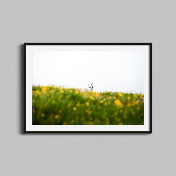 Mountain Goat Peeking Through Spring Wildflowers Meadow Photo Art Print