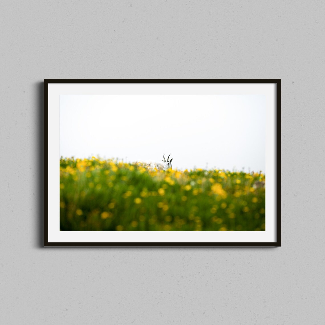 Mountain Goat Peeking Through Spring Wildflowers Meadow Photo Art Print