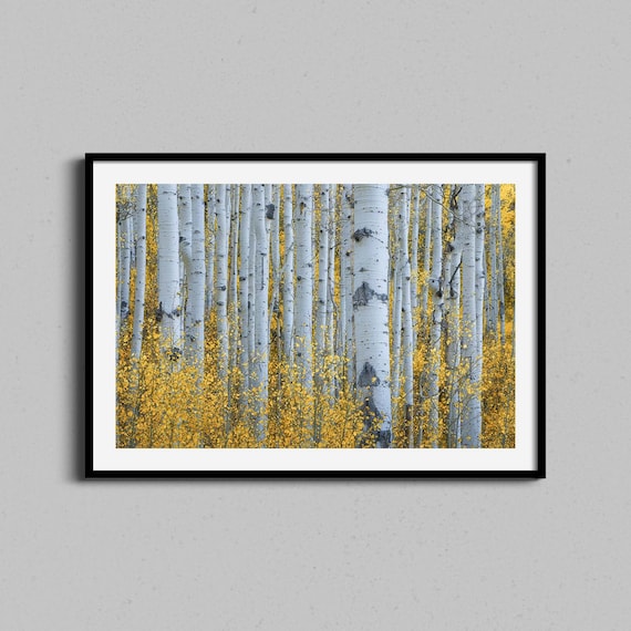 Golden Aspen Forest Autumn Photography Landscape Decor Poster
