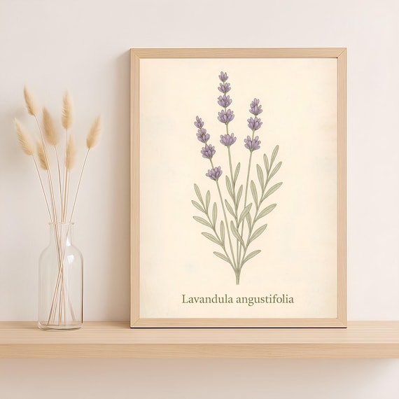 Vintage Lavender Botanical Poster Lavandula Angustifolia Artwork