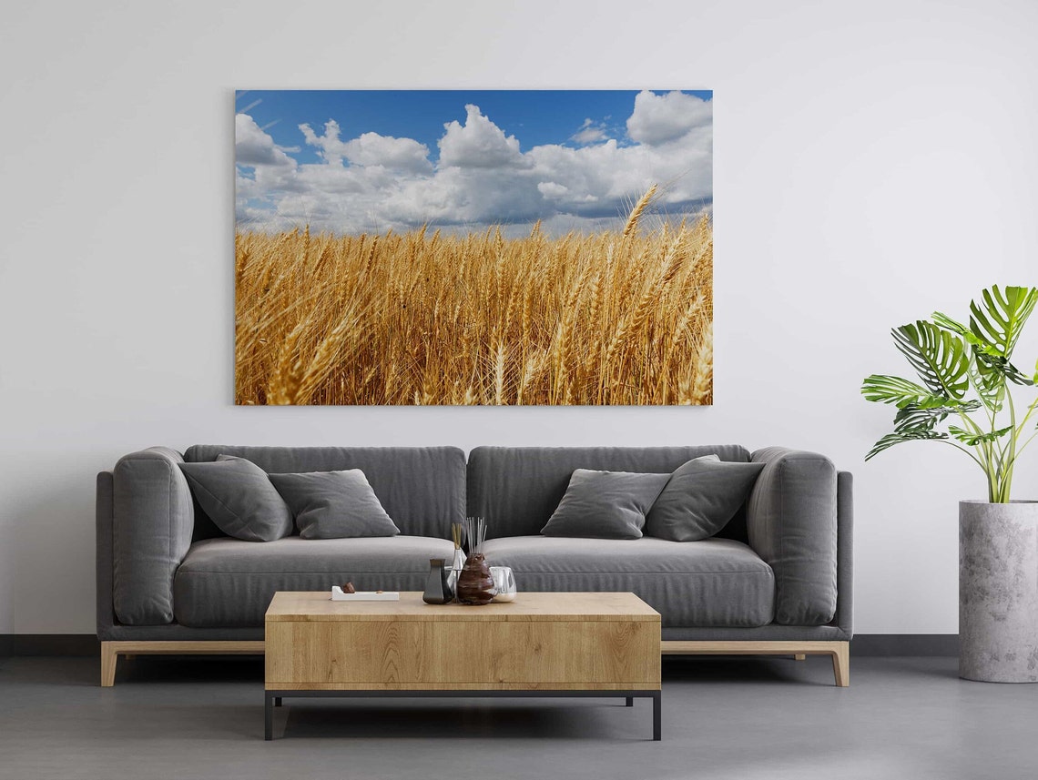 Golden Wheat Field Under Blue Sky with White Clouds Farm Photo Poster - Image 2