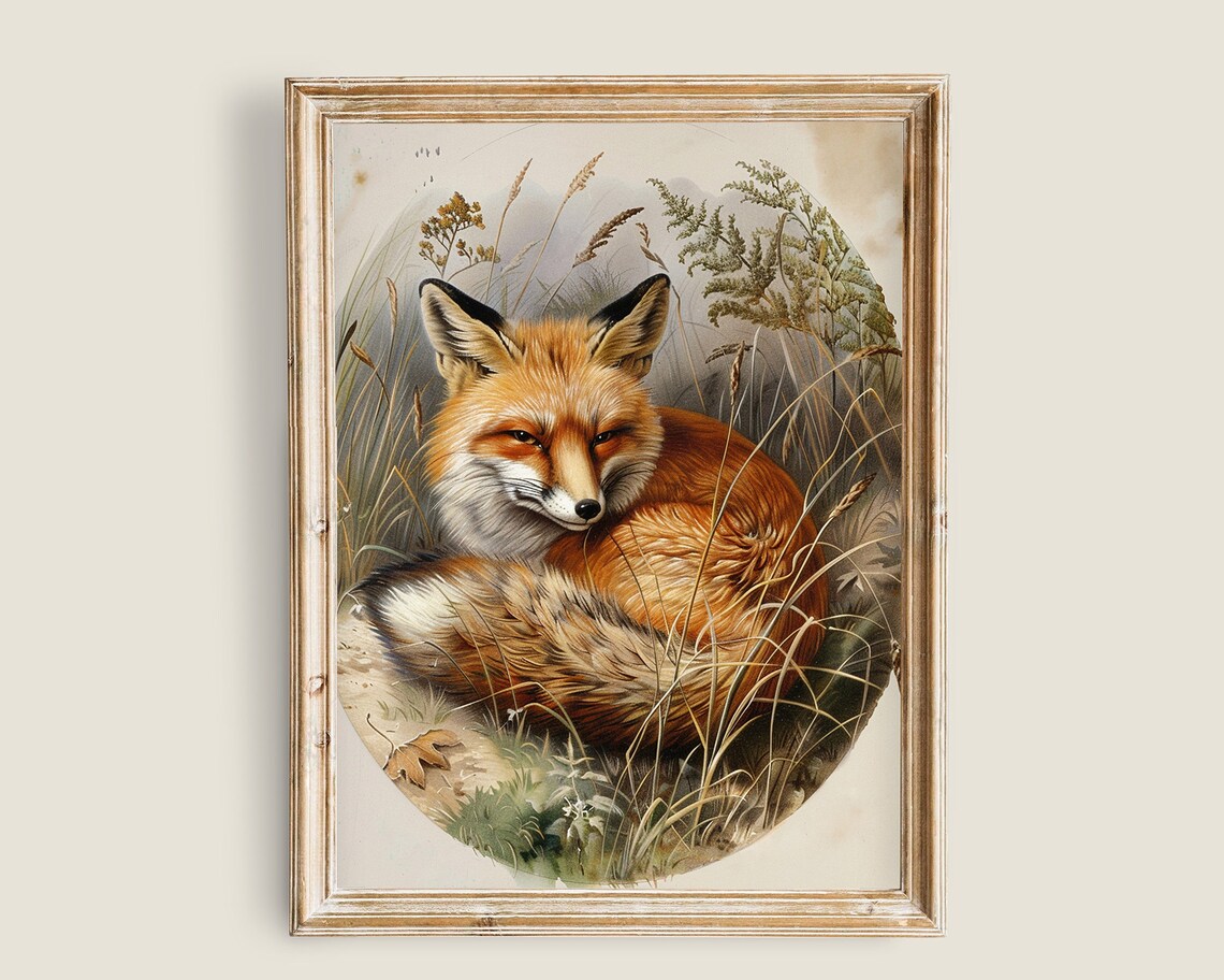 Red Fox Curled In Tall Wild Grass Vintage Wildlife Nature Print