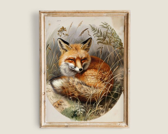 Red Fox Curled In Tall Wild Grass Vintage Wildlife Nature Print