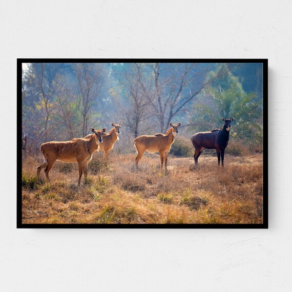 Wild Antelopes In Golden Grassland Herd Nature Wildlife Photography Print