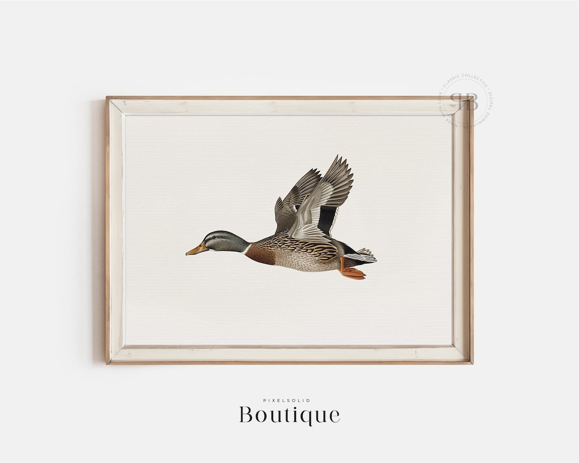 Mallard Duck Neutral Bird Illustration Art Print