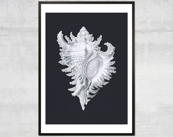 White Murex Seashell Specimen Study On Dark Navy Background Art Poster