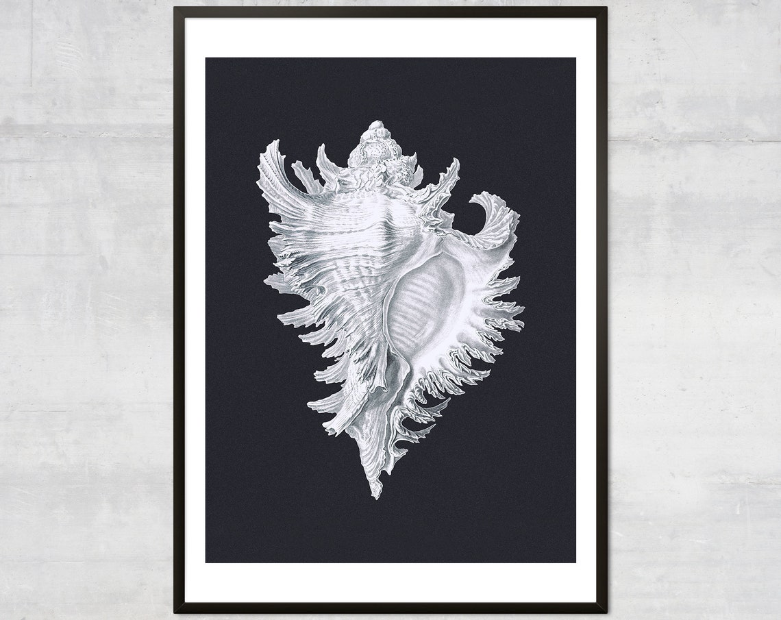 White Murex Seashell Specimen Study On Dark Navy Background Art Poster