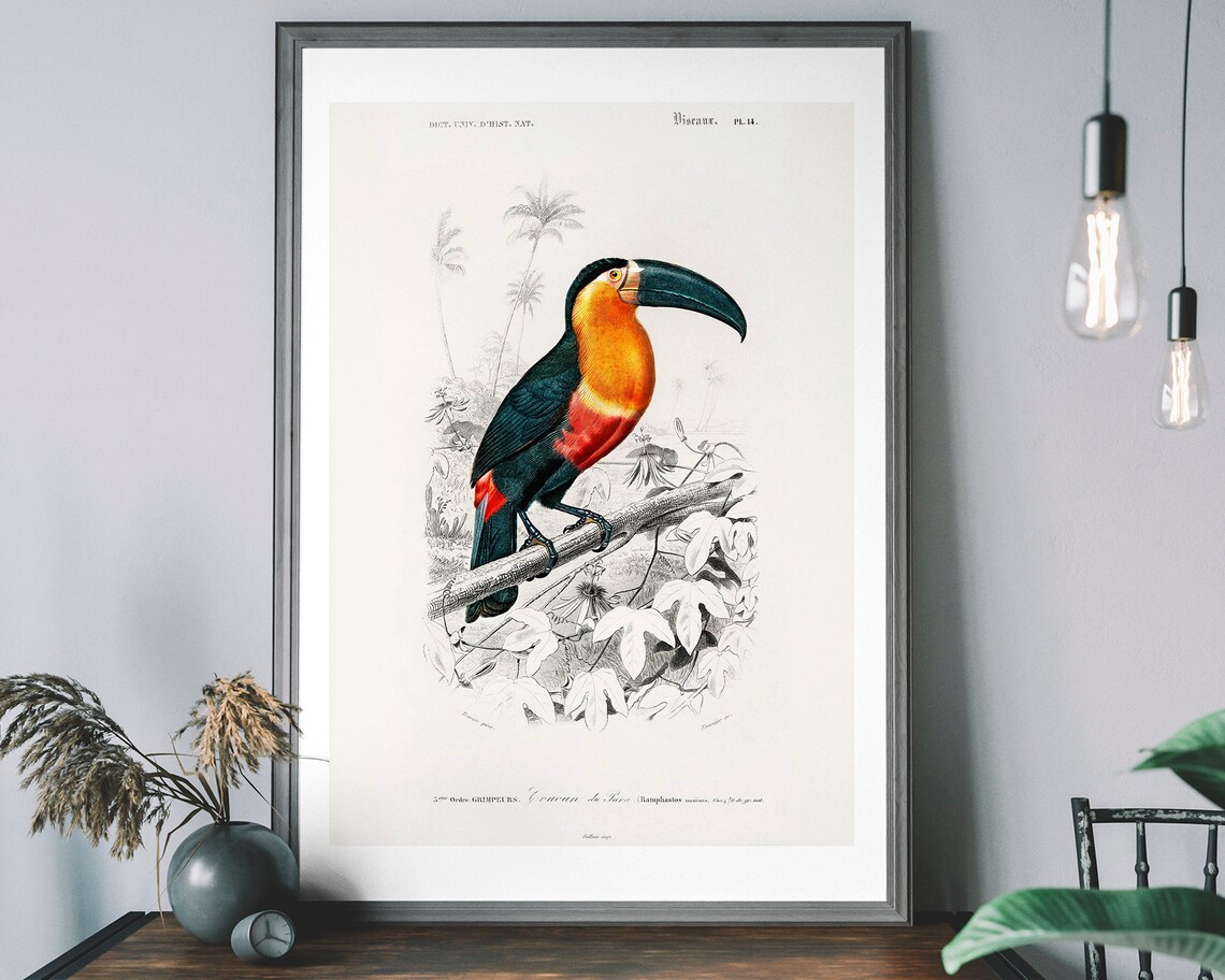 Toucan Vintage Art Print, Birds of America Decor