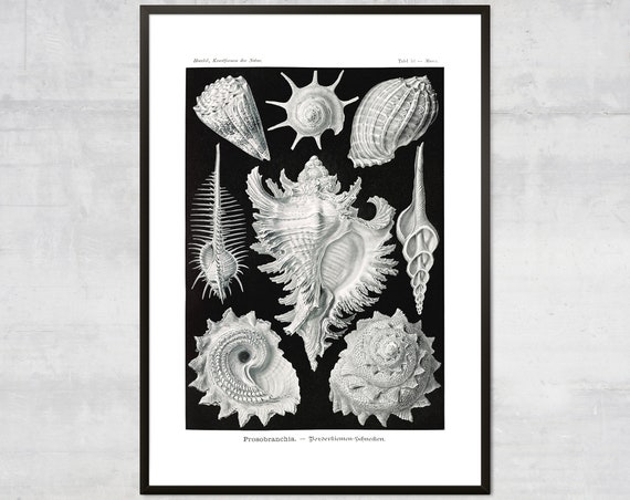 Vintage Mollusk Print, Nautical Coastal Wall Art