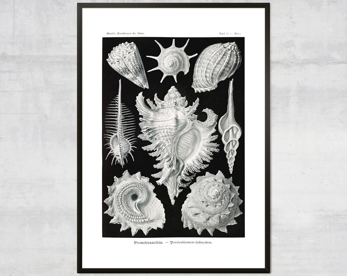 Vintage Mollusk Print, Nautical Coastal Wall Art