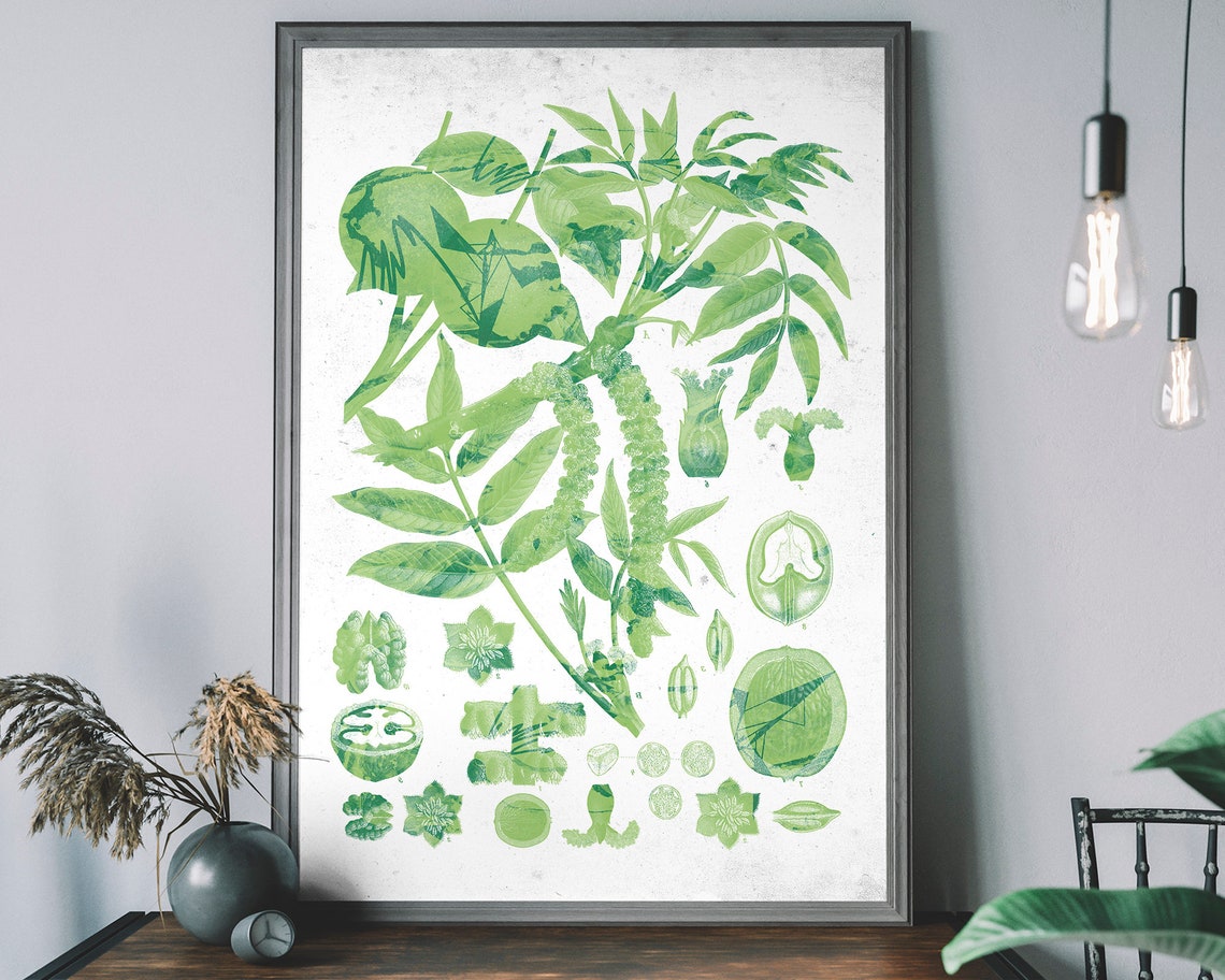 Vintage Botanical Green Walnut Branch Study Plant Art Poster