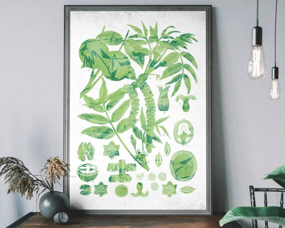Vintage Botanical Green Walnut Branch Study Plant Art Poster
