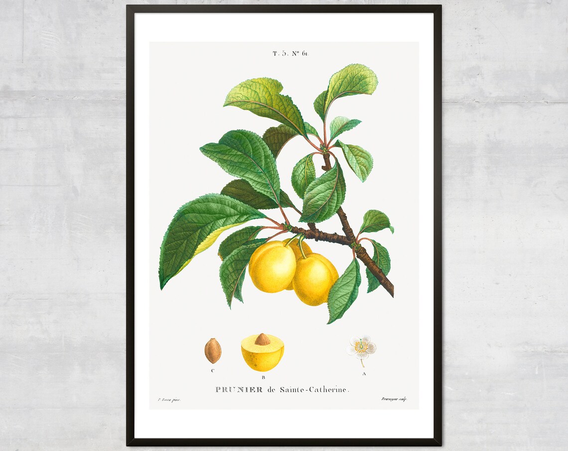 Vintage Plum Botanical Art Print, Kitchen Decor