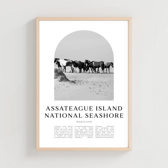 Assateague Island Wild Horses Beach Black White Photo Poster