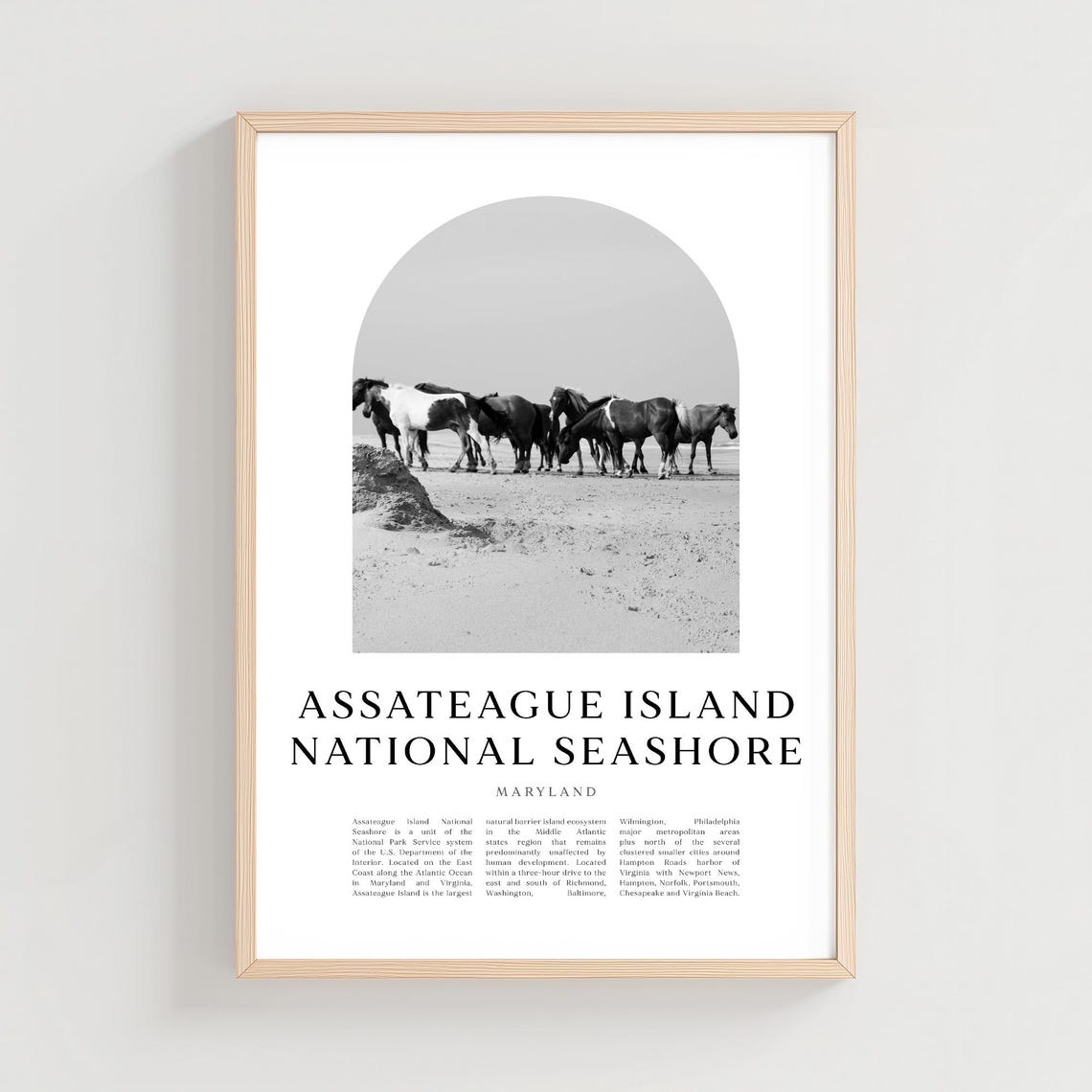 Assateague Island Wild Horses Beach Black White Photo Poster